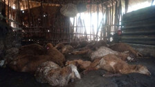sheep killed in Kendrapara