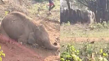 Elephant Death