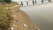  fishes have died on the banks of the Rushikulya river