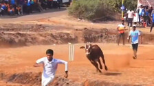 Bull interrupt Cricket match