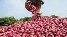 Onion Harvest