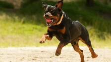 Rottweilers Attack