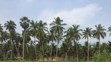 Coconut Trees 