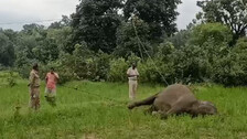 Elephant Death