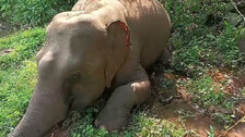 Elephant Death