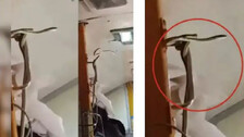 Snake Found In Train