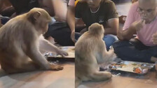 Monkey Joins Man For A Meal