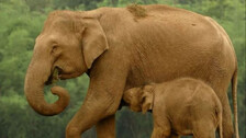 Elephant (Symbolic Image)