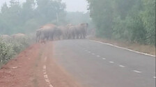 Elephant herd crossing road