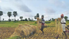 Paddy Farmer 