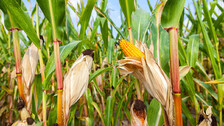 corn harvest