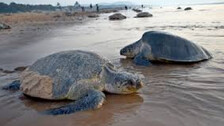 Olive Ridley Turtle Olive Ridley Turtle