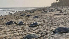Olive Ridley Nesting Place Olive Ridley Nesting Place