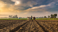 Indian Farmer