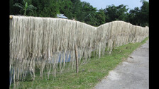 Jute Fiber