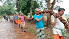 ମହାପ୍ରଭୁଙ୍କ ପ୍ରିୟ ଶିଆଳି ଲତା; ଏହା ବିନା ହୋଇପାରେନା ରଥ ଟଣା