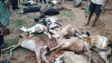 goats died