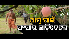 ଆମ୍ୱ ପାଇଁ ସଂସାର ଛାଡ଼ିଦେଲେ || Man Plants 100 Different Varieties Of Mango Trees || Odisha Reporter