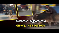 ଉଦ୍ଧତ ଯୁବକର ଷଣ୍ଢ ରାଇଡ୍    | Odisha Reporter