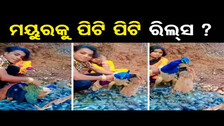 ମୟୁରକୁ ପିଟି ପିଟି ରିଲ୍ସ ? | Odisha Reporter