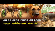 ଯୌବନ ବେଳେ ପାଖରେ ଶୋଉଥିଲେ, ବଳ କମିଗଲା ବୋଲି… Selfish Man, Helpless Dog | Odisha Reporter