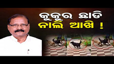 କୁକୁର ଛାଡି ନାଲି ଆଖି ! | Raghunandan Das | Dog attack threat to Women journalist |  Odisha Reporter