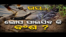 ଭୟ... ଲୋପ ପାଇଯିବ କି ବଂଶ ?  | Odisha Reporter