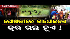 ପୋଖରୀରେ ଗାଧୋଇଲେ ଜ୍ୱର ଭଲ ହୁଏ ! | Odisha Reporter