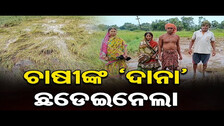 ଚାଷୀଙ୍କ `ଦାନା’ ଛଡେଇନେଲା | Odisha Reporter