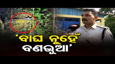 `ବାଘ ନୁହେଁ ବଣଭୂଆ’ | Odisha Reporter