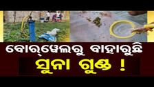 ବୋରୱେଲରୁ ବାହାରୁଛି ସୁନା ଗୁଣ୍ଡ !  || Golden Pieces Discovered in Borewell || Nuapada | Odisha Reporter