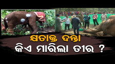 କ୍ଷତାକ୍ତ ଦନ୍ତା, କିଏ ମାରିଲା ତୀର ? | Injured Elephant Captured in Narsinghpur Jungle | Odisha Reporter