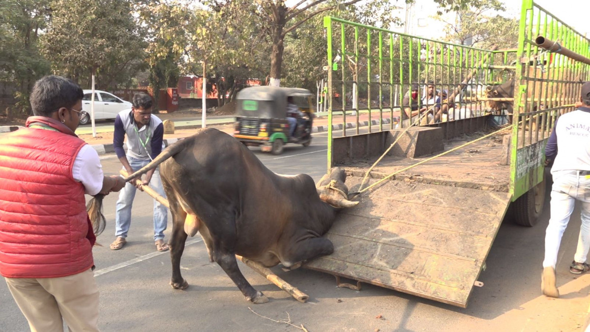 bhubaneswar cow