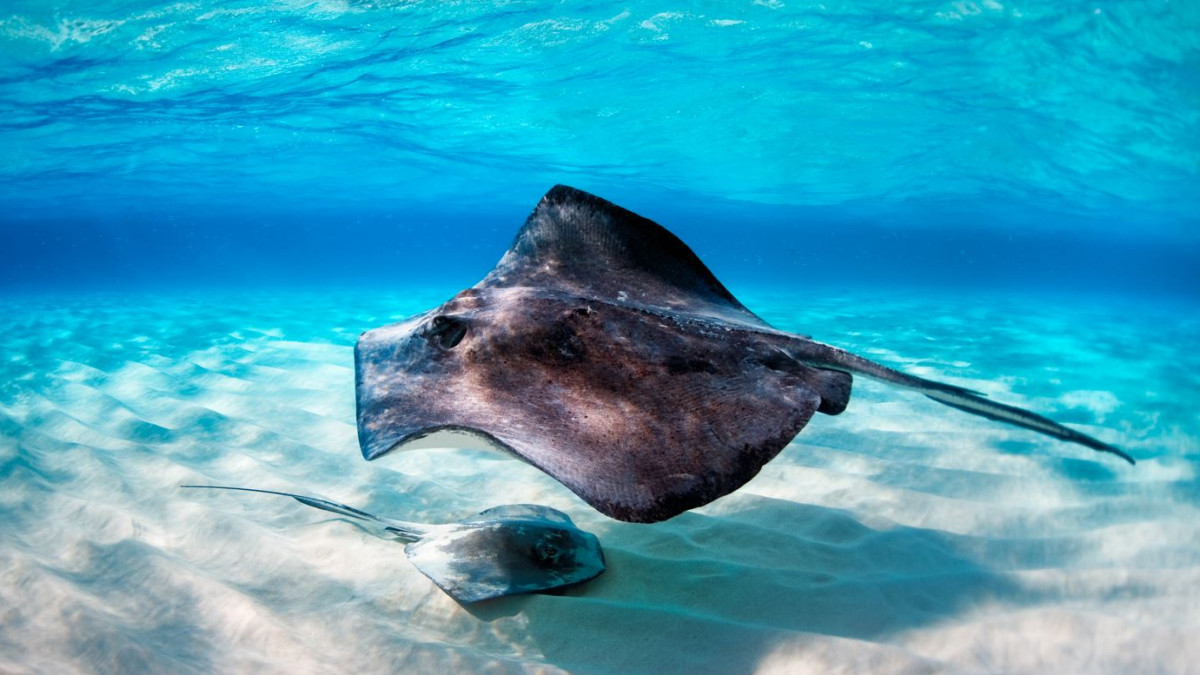 Thorny skate Fish