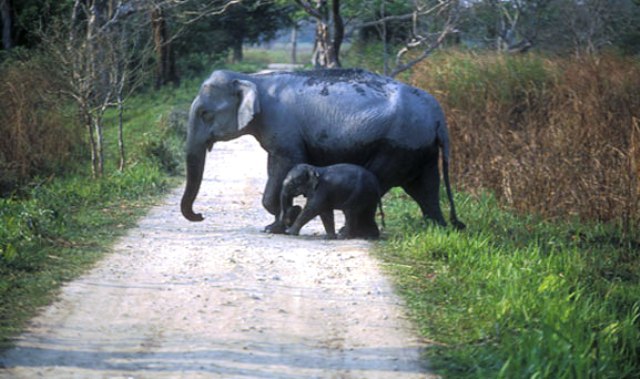 Chandaka-elephant-orissa