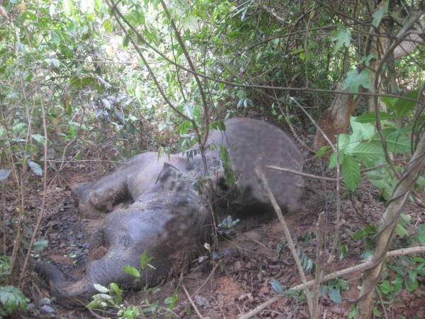 Elephant death at Megha