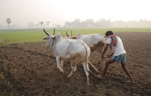 farmer