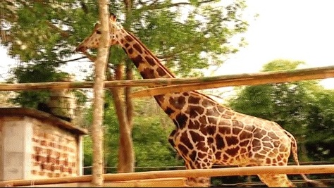 Giraffe-joy