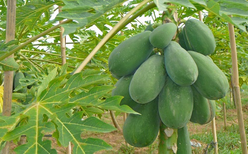 Green Papaya 4