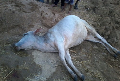 cow-died
