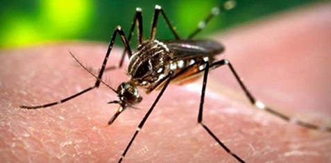 dengue-edis