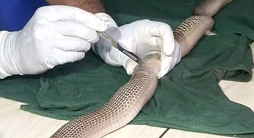 snake-operation