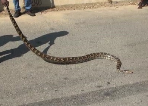 kendujhara-snake