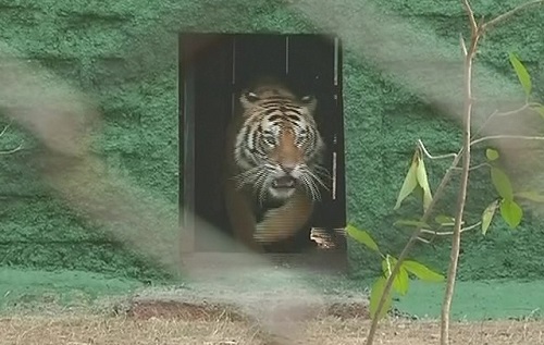 tiger-nandankan