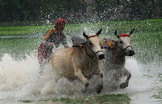 An Indian farmer participates in a bull