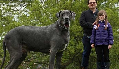 biggest-dog-england