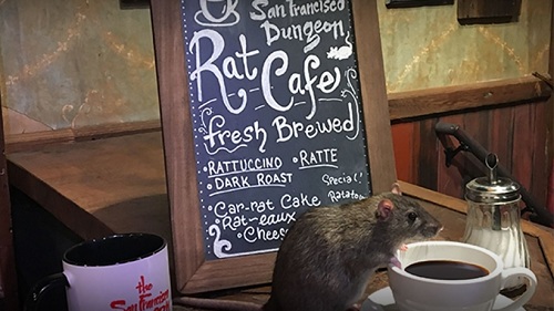 rat-caf