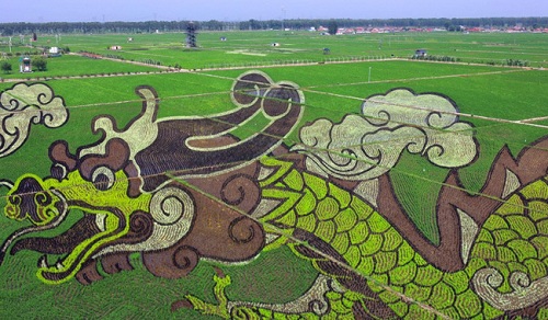 rice-paddy-fields