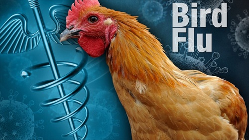 bird+flu+640-25022017094615