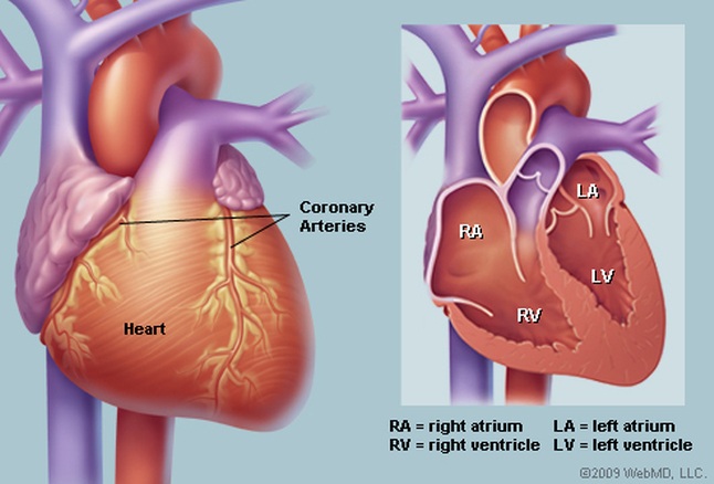 heart_illustration